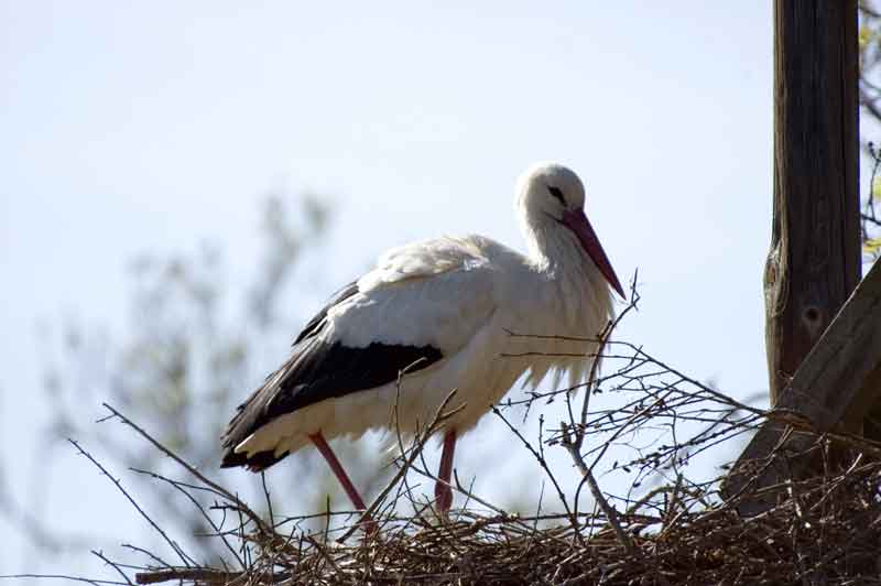 Cigüeña - parc natural dels aiguamolls de l'Empurda - Girona - Catalunya 2.jpg